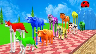 Long Slide Game With Elephant Gorilla Buffalo Hippopotamus Tiger 3d Animal Funny Game, Paint Animals