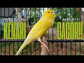 Lagu Pancingan Kenari GACOR panjang untuk Masteran Kenari PAUD \u0026 agar Kenari diam agar bunyi \u0026 gacor