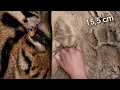 Download Lagu JEJAK KAKI KUCING BESAR 15,5cm