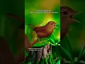 Download Lagu Horsfield's Babbler Voice || Beautiful Malacocincla sepiaria Bird Call - Masteran Pelanduk Semak