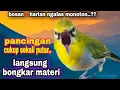 Download Lagu Pleci Ngalas Gacor Bongkar Isian Mewah