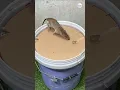 Download Lagu Jebakan Tikus Ampuh dari Barang Bekas