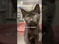 Adoption Day at Petsmart