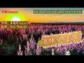 养蜂女的独白 Yang feng ni de du bai - 库妮珂 Ku ni ke (Lirik dan terjemahan)