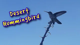 Download Desert Hummingbird Friend MP3