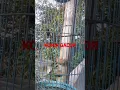 Download Lagu SUARA KONIN NEMBAK#shorts