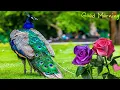 Good Morning Beautiful Whatsapp status