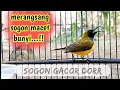 Download Lagu MERANGSANG SOGOK ONTONG MACET BUNYI LANGSUNG GACOR    #pancingansogokontong #sogongacor #sogokontong