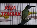 Download Lagu PIJANTUNG GUNUNG GACOR NEMBAK TAJAM