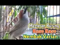 Download Lagu BURUNG MASTERAN KASO KASO JANTAN GACOR VARIAN