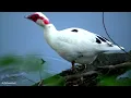 Theme From A Summer Place - Percy Faith (HD)