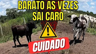Diferença entre um Bezerro Anelorado e Leiteiro