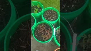 Menards 5 Gallon Bucket Garden with tortoise