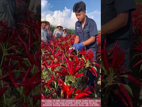 Satisfying Red Chili Harvesting Hack #works #farming