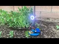 Morse Code Plant Communication in Action