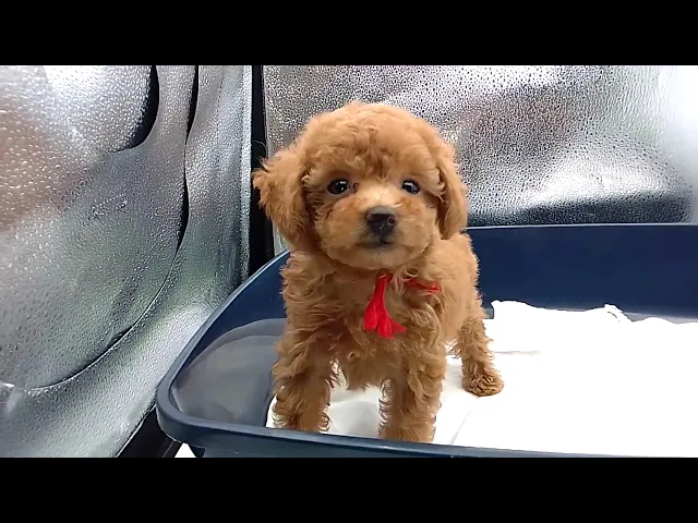 動画