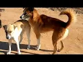 Arabian dog mating season Don t forget to subscribe and like