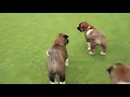 Apexx Akitas Pups Exotic Akita Puppies