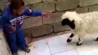 كبش يتحول الى ثور مضحك 