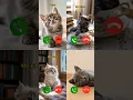 Download Lagu catcall #nocomment #aicat #monkcall #ringtone #ringtones #kitten #animallovers
