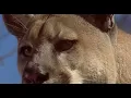 Download Lagu Homeward Bound The Incredible Journey (1993) Mountain Lion Scene