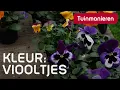 Lagu Wil je kleur in je tuin? Viooltjes | Winter | Tuinmanieren