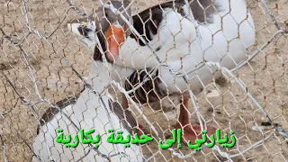 تعرف على طريق حديقة بكارية تبسة الجزائر 