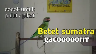 suara burung betet sumatra gacor