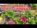 Download Lagu 蝦夷ツツジの枯れ枝とカイガラムシ付き枝の剪定