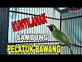 Download Lagu PANCINGAN CUCAK IJO RASA PELATUK BAWANG SAMBUNG KUNTI