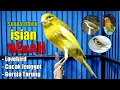 Download Lagu MASTERAN KENARI ISIAN LOVEBIRD CUCAK JENGGOT DAN GEREJA TARUNG || SUARA JERNIH KRISTAL.
