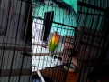 Lagu Lovebird Kepala Emas Ngekek Panjang