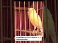 Download Lagu suara burung KENARI isian cakekak jawa #short
