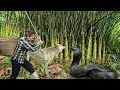 Download Lagu A terrifying day in the jungle – harvesting bamboo shoots and facing a deadly king cobra