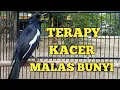 Download Lagu suara BURUNG KACER gacor sangat ampuh untuk pancingan Kacer malas bunyi