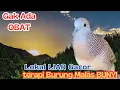 Download Lagu Obat AMPUH Atasi Kutut Malas Bunyi dengan Pancigan ini!
