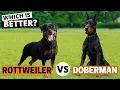 Rottweiler vs Doberman Which is Better