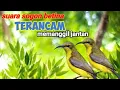 Download Lagu Suara Pikat Sogon Betina Terancam Memanggil Jantan