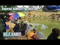 Lagu Bukan Cuma Ukuran! Inilah Alasan Nila Badot Lebih Menggoda daripada Bawal Babon