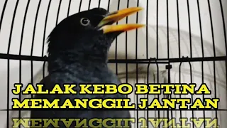 jalak kebo betina memanggil jantan pas untuk memancing bunyi jalak kebo bahan ataupun yg malas bunyi