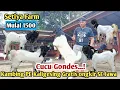 Lagu 1500...!!JANTAN GANTENG CUCU GONDES GRATIS ONGKIR SE JAWA #Hargakambing#kambingpe