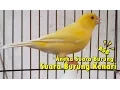 Download Lagu Aneka Suara Burung - Suara Burung Kenari