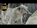 safariLIVE - Sunset Safari