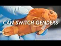 5 Animals That Can Switch Genders