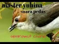 Download Lagu MASTERAN YUHINA TEMBAKAN PEDAS TOP