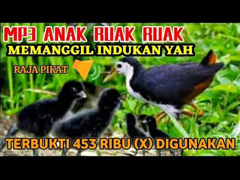 Download MP3 SUARA RUAK2 ANAK KAN MEMANGGIL INDUK ya