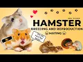 Lagu Hamster Breeding And Reproduction | Hamster Breeding | Keeping Hamsters at Home