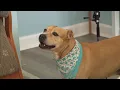 Sunny the dog has been living in animal rescue for 5 years waiting for a new home