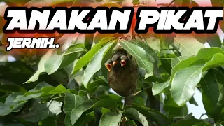 ciiit ciiit ciiit pikat anak burung kemade memanggil indukan