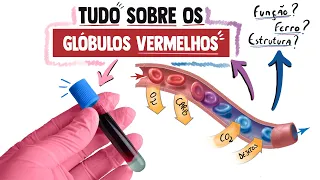 Função e Estrutura dos Glóbulos Vermelhos (Hemácias/Eritrócitos)